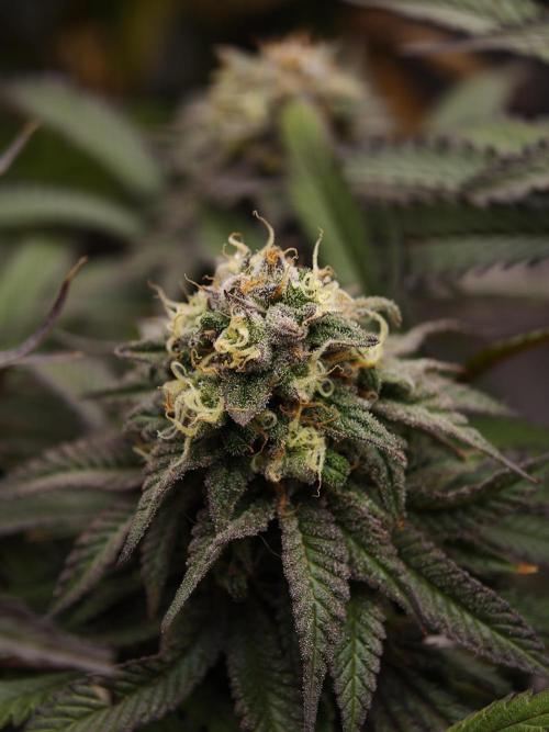 Papaya Stank OSS. Week 14