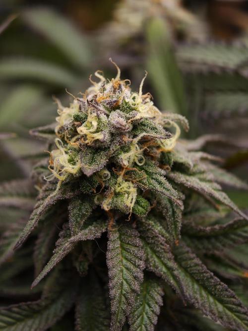 Papaya Stank OSS. Week 14