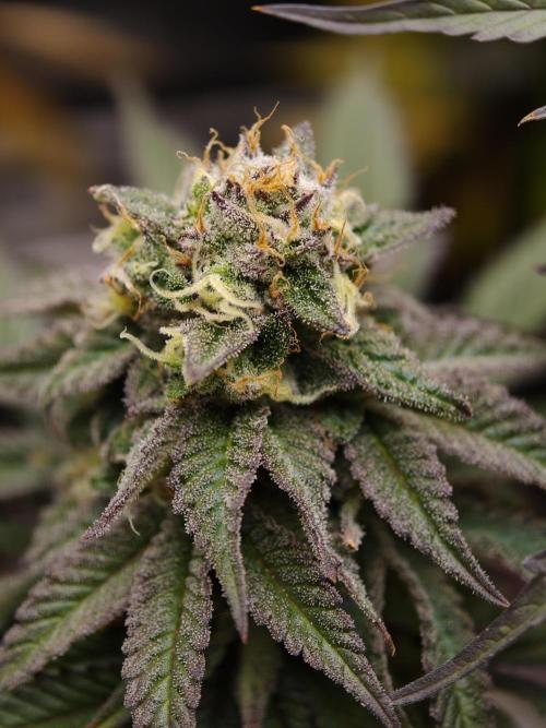 Papaya Stank OSS. Week 14