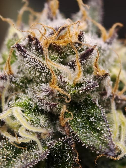 Papaya Stank OSS. Week 14