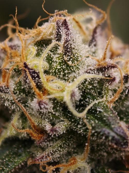 Papaya Stank OSS. Week 14