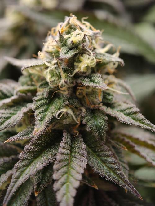 Papaya Stank OSS. Week 14