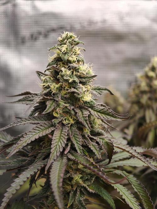 Papaya Stank OSS. Week 14