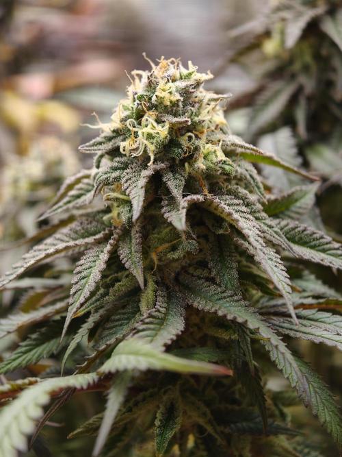 Papaya Stank OSS. Week 14