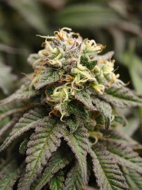 Papaya Stank OSS. Week 14