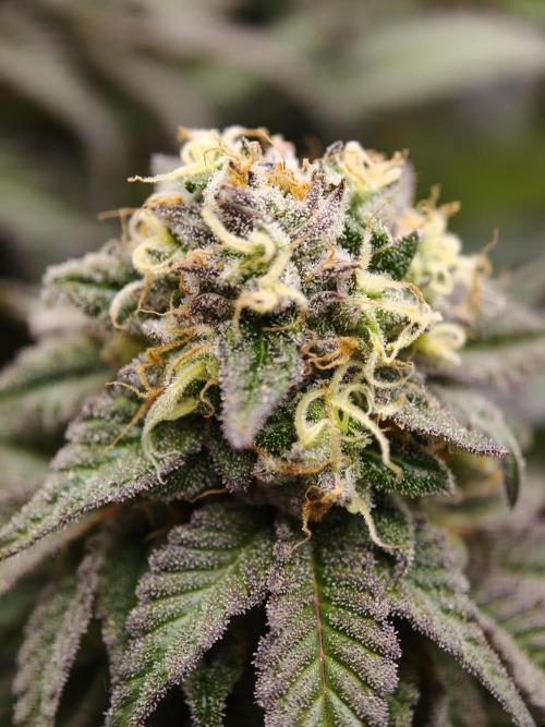 Papaya Stank OSS. Week 14