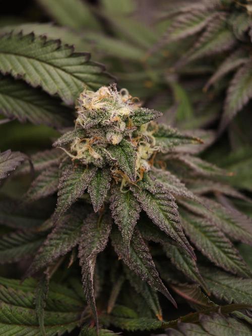 Papaya Stank OSS. Week 14