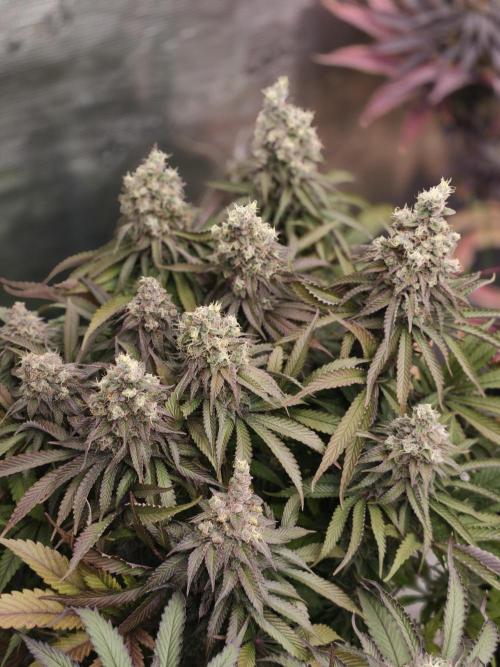 Zingatsu OSS. Week 14