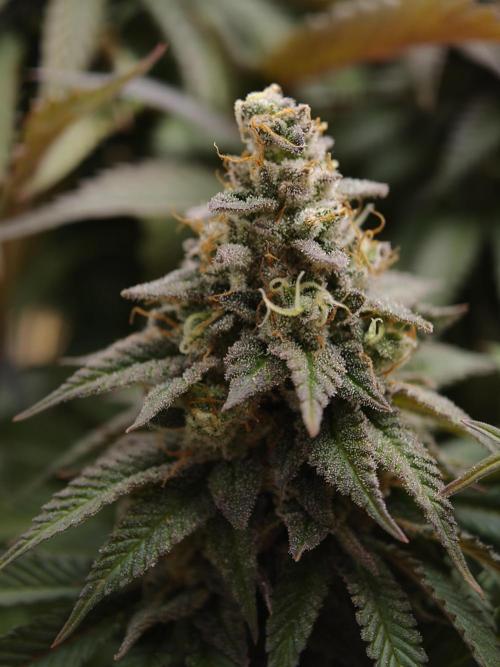 Zingatsu OSS. Week 14