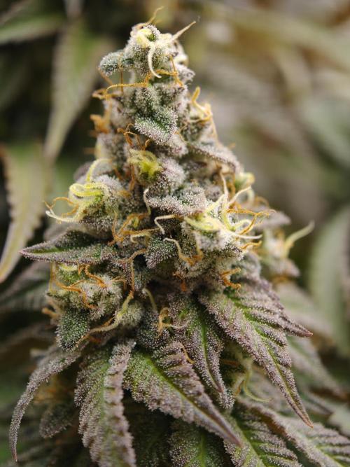 Zingatsu OSS. Week 14