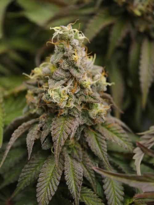 Zingatsu OSS. Week 14