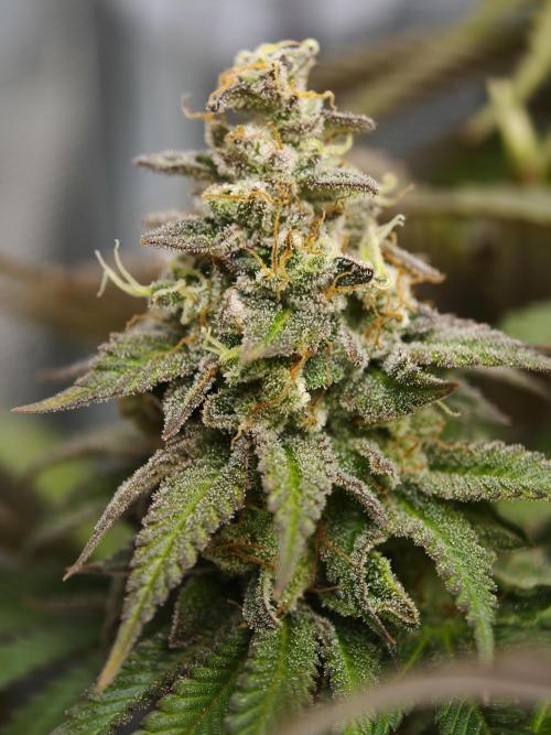 Zingatsu OSS. Week 14