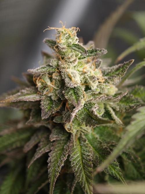 Zingatsu OSS. Week 14