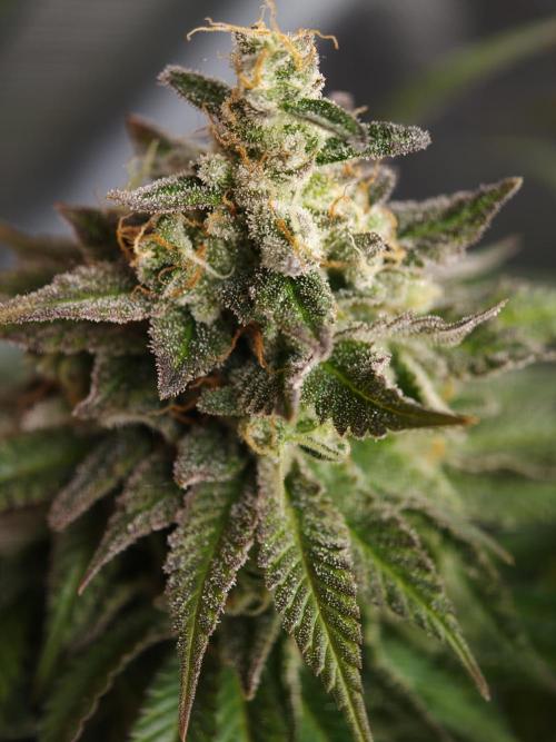 Zingatsu OSS. Week 14