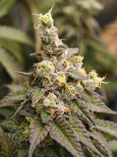 Zingatsu OSS. Week 14