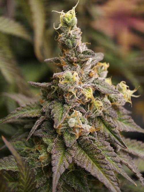 Zingatsu OSS. Week 14