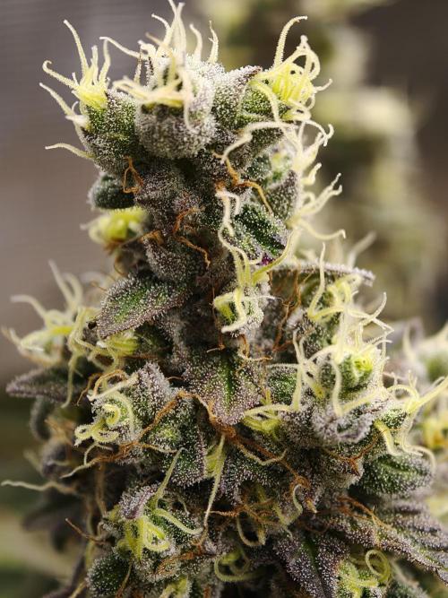 Zingatsu OSS. Week 14