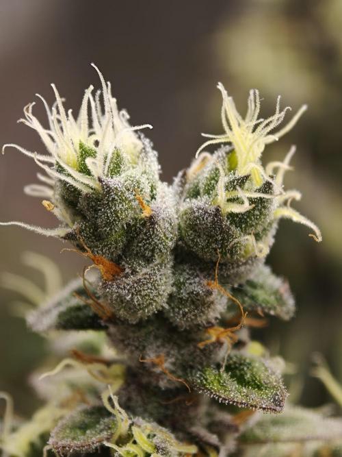 Zingatsu OSS. Week 14