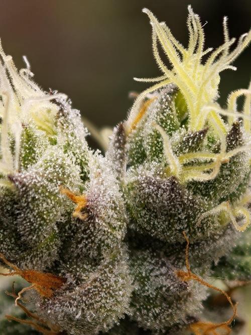 Zingatsu OSS. Week 14