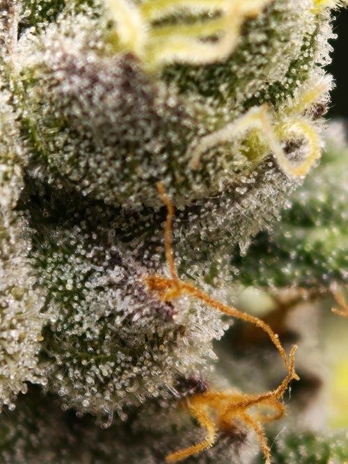 Zingatsu OSS. Week 14