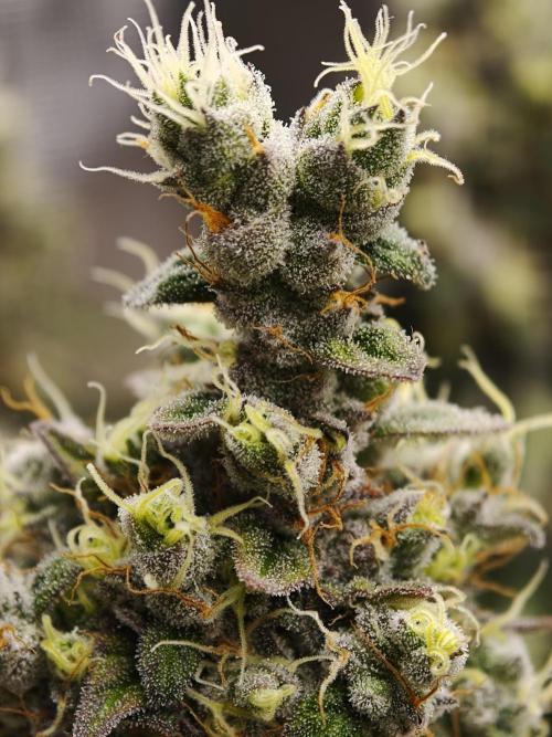 Zingatsu OSS. Week 14