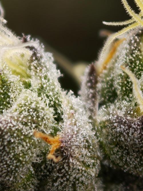 Zingatsu OSS. Week 14