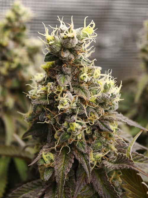 Zingatsu OSS. Week 14