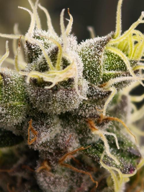 Zingatsu OSS. Week 14