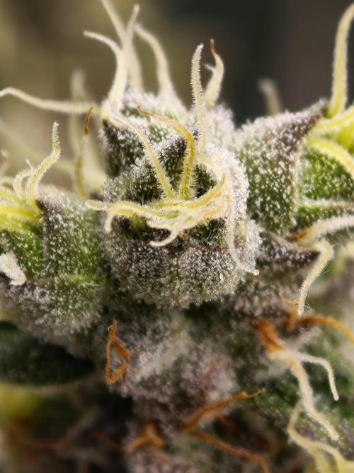 Zingatsu OSS. Week 14