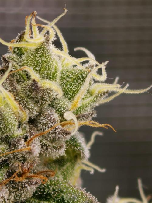 Zingatsu OSS. Week 14