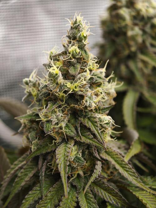 Zingatsu OSS. Week 14