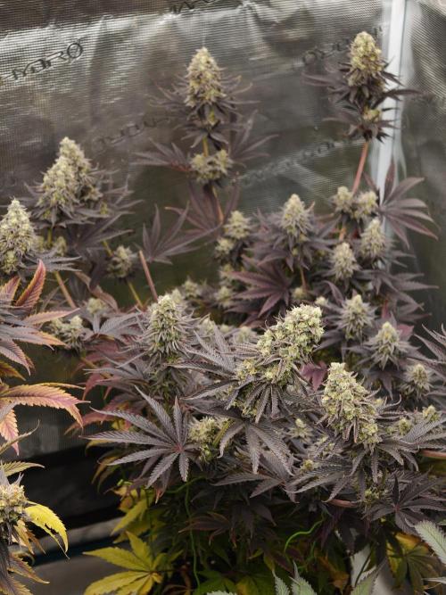 Purple Overload OSS. Week 14