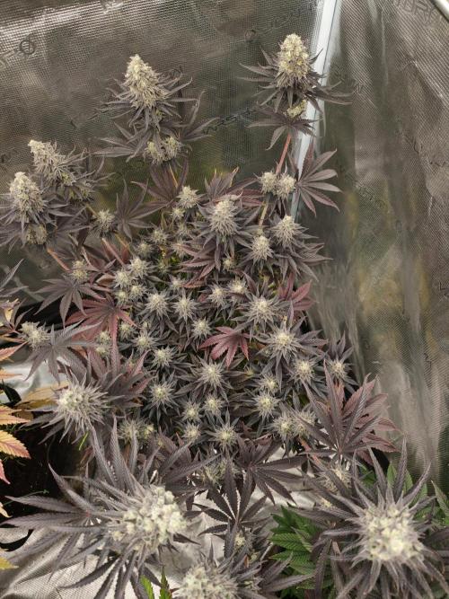 Purple Overload OSS. Week 14