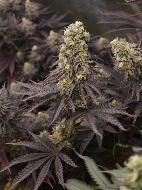 Purple Overload OSS. Week 14