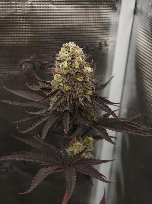 Purple Overload OSS. Week 14