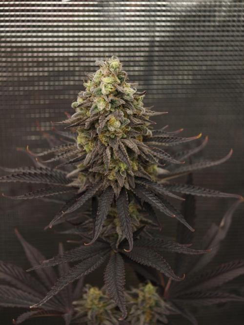 Purple Overload OSS. Week 14