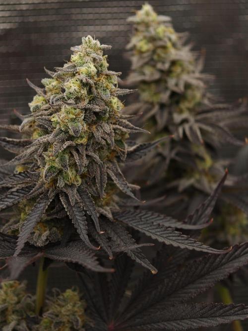 Purple Overload OSS. Week 14