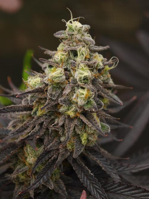 Purple Overload OSS. Week 14