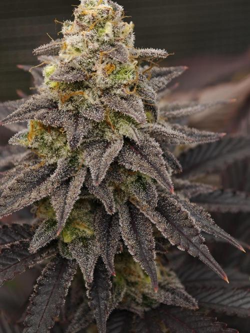 Purple Overload OSS. Week 14