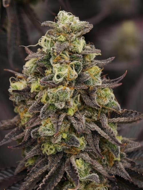 Purple Overload OSS. Week 14