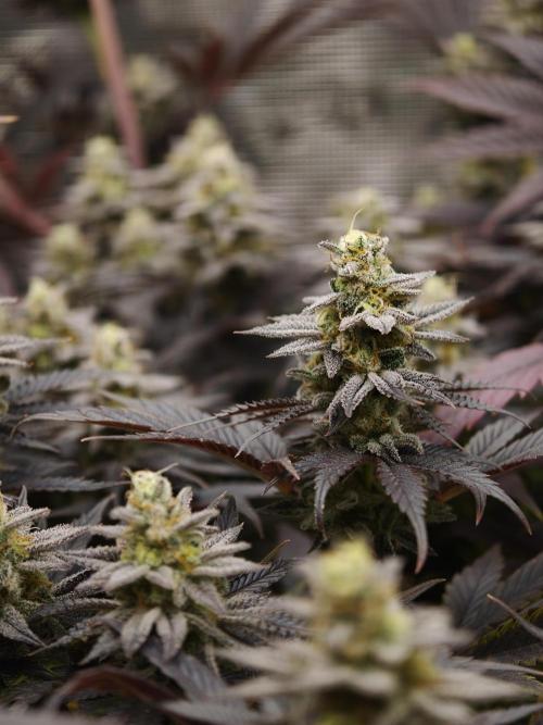 Purple Overload OSS. Week 14