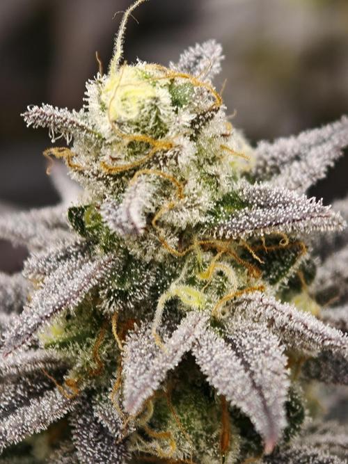 Purple Overload OSS. Week 14