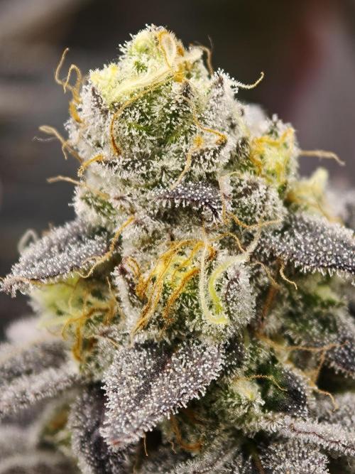 Purple Overload OSS. Week 14