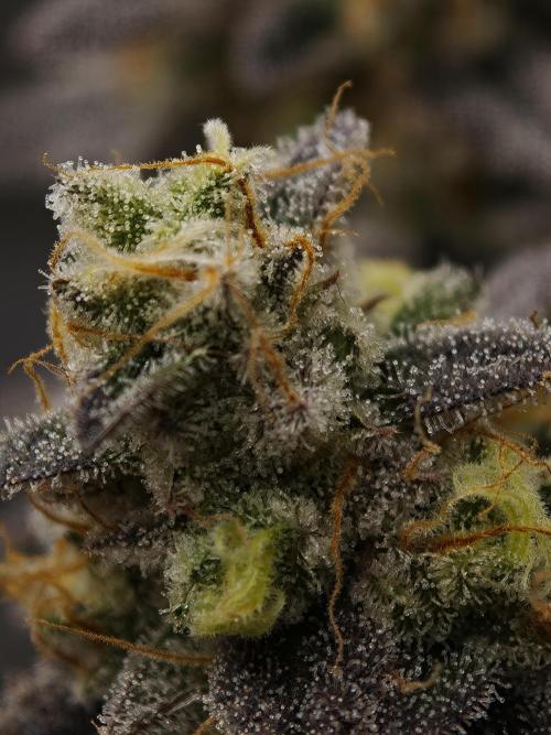 Purple Overload OSS. Week 14