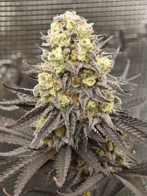 Purple Overload OSS. Week 14