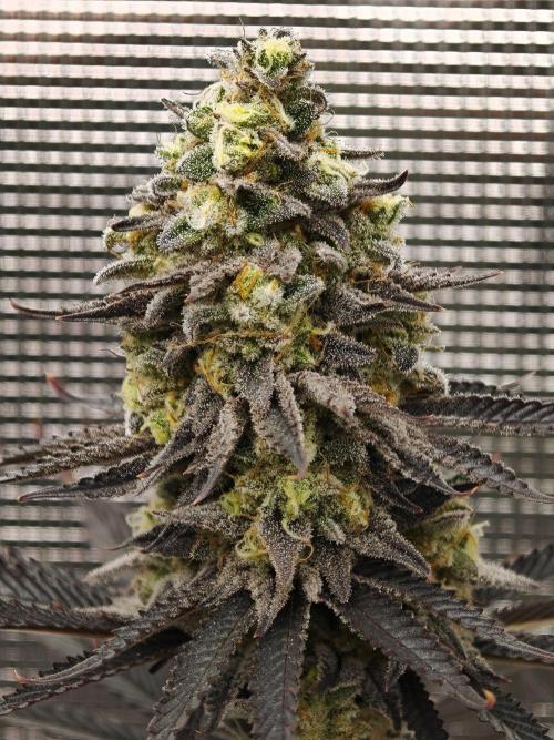 Purple Overload OSS. Week 14