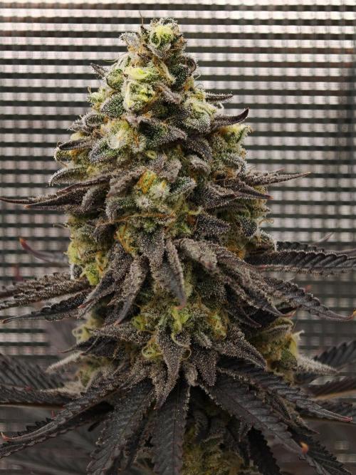 Purple Overload OSS. Week 14