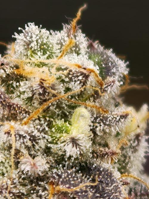 Purple Overload OSS. Week 14