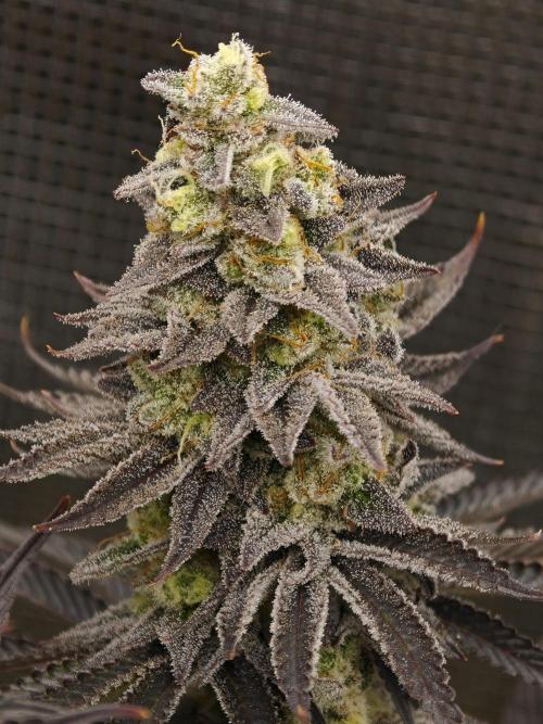 Purple Overload OSS. Week 14