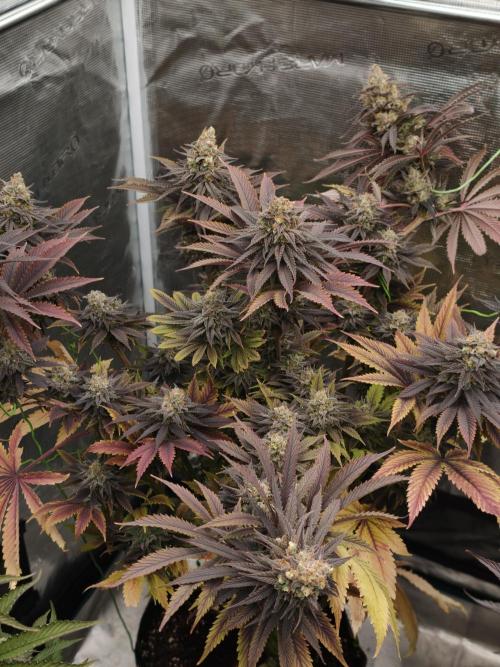 Banana Fumes OSS. Week 12